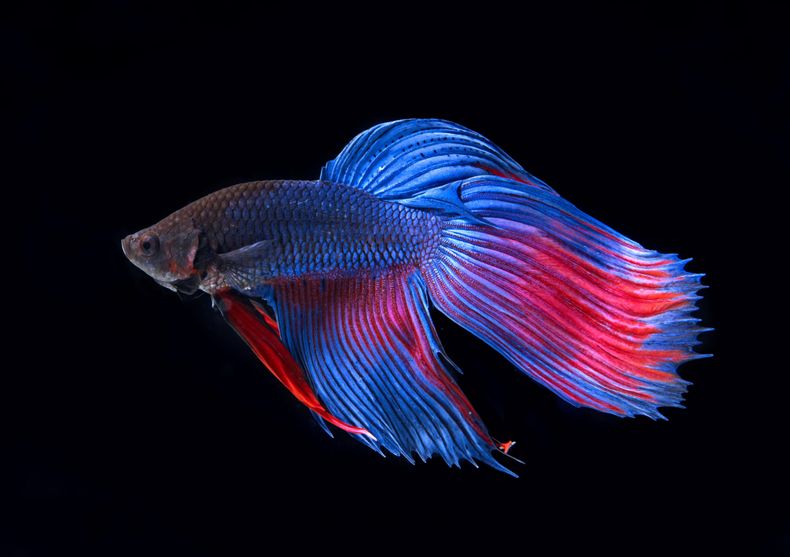 Pez Betta fascinantes imágenes deun pez con mucho carácter