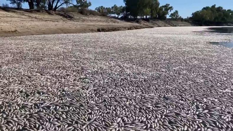 Millones de peces muertos bloquean un río en Australia