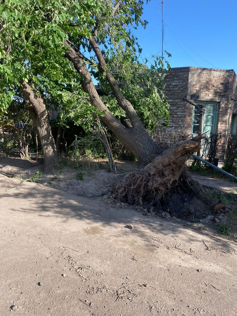 Árboles caídos y voladura de techos lo que causó el viento en San