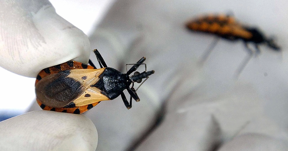 Chagas Qu Es C Mo Se Transmite Y C Mo Se Puede Prevenir