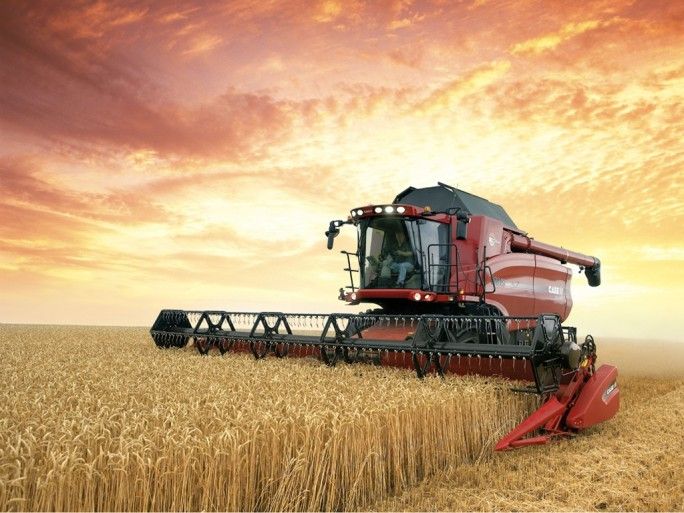 Trigo cosecha agricultura
