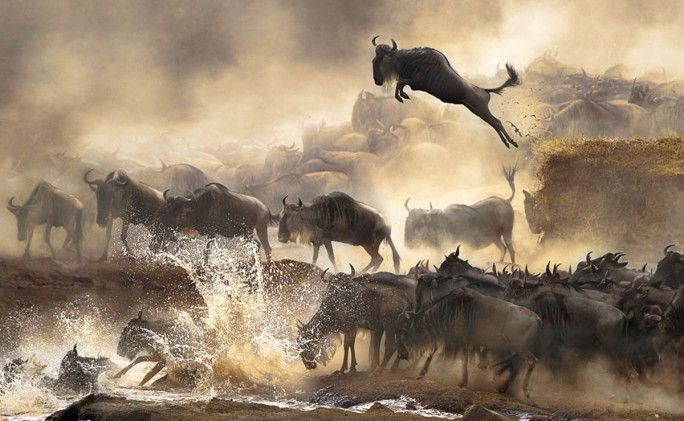 Premios Mundiales de Fotografía de Sony 2014