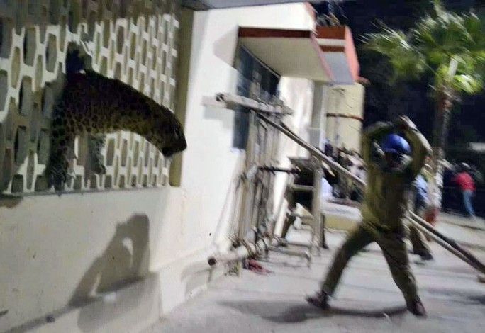 Un leopardo suelto en Meerut, India.