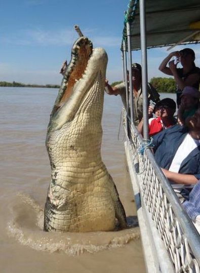 Cocodrilo