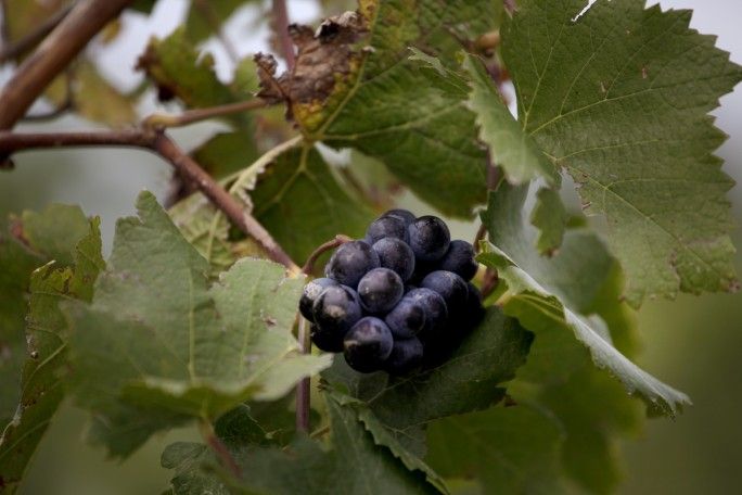 viñedo, uva, vid, vendimia, cosecha, piedra, tormenta, vino, cosechadores