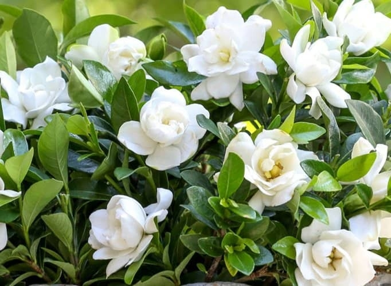Jardinería: los cuidados esenciales para cuidar a tu jazmín del cabo 
