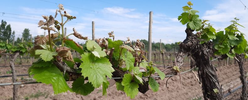 Aprobaron Fondo Fiduciario para ayudar a peque&ntilde;os productores de San Rafael despu&eacute;s de las heladas tard&iacute;as.
