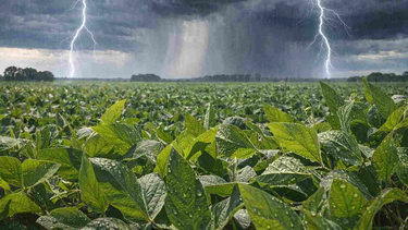 Se esperaun otoño de clima complicado para el agro con la llegada de El Niño Se esperaun otoño de clima complicado para el agro con la llegada de El Niño