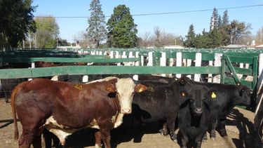 El campo invertirá este año U$SS58.000 millones