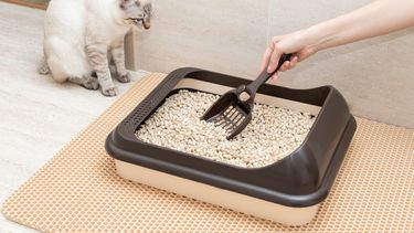 Mascota: ¿cuántas veces a la semana deberías cambiar la arena de tu gato?