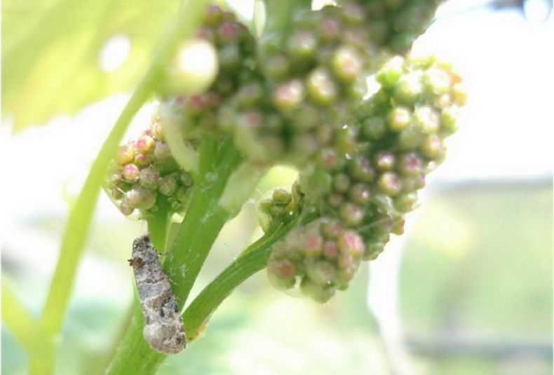Larva5 resize