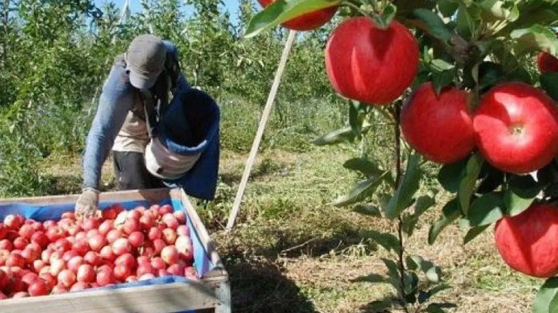 El proyecto propondría que además del mosto también se utilicen como endulzantes naturales se utilicen jugos de otras frutas  