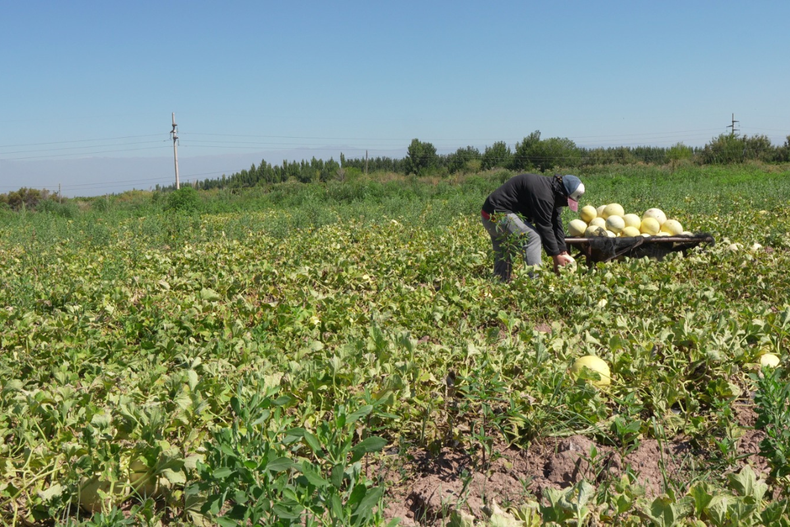 Lavalle pone en valor su melón con una cata técnica inédita.
