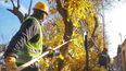 Las personas ejecutarán labores de mantenimiento de espacios verdes o de índole social