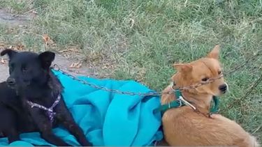 Envenenamientos de perros en General Alvear.