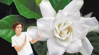 Olvidate del jazmín: esta planta embellece y perfuma tu hogar de forma natural e increíble Olvidate del jazmín: esta planta embellece y perfuma tu hogar de forma natural e increíble