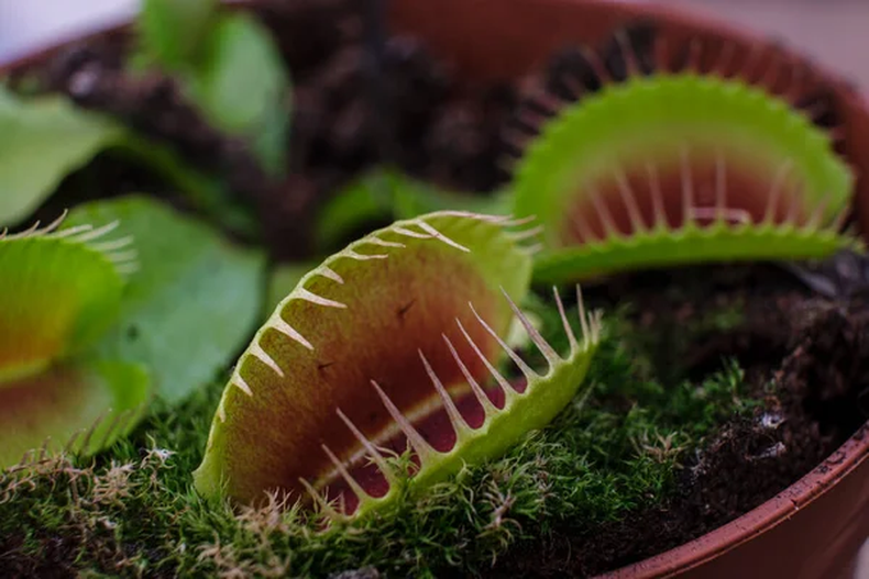 Jardinería: la guía definitiva para cuidar una planta carnívora&nbsp;