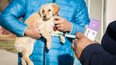 Actividades gratuitas para promover el bienestar animal en Las Heras.