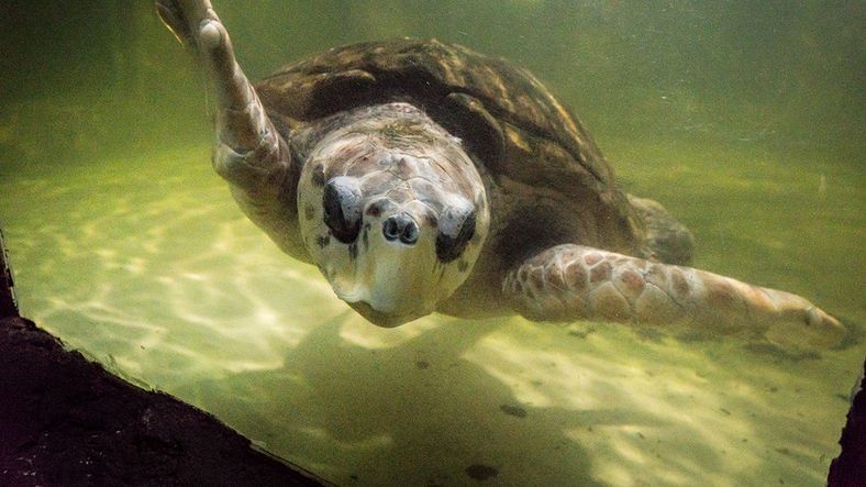 Tras la readaptación, ¿cuándo sería liberado el tortugo Jorge?