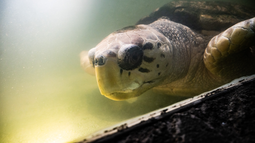 El tortugo Jorge nadó casi 500 kilómetros y ya está en Uruguay