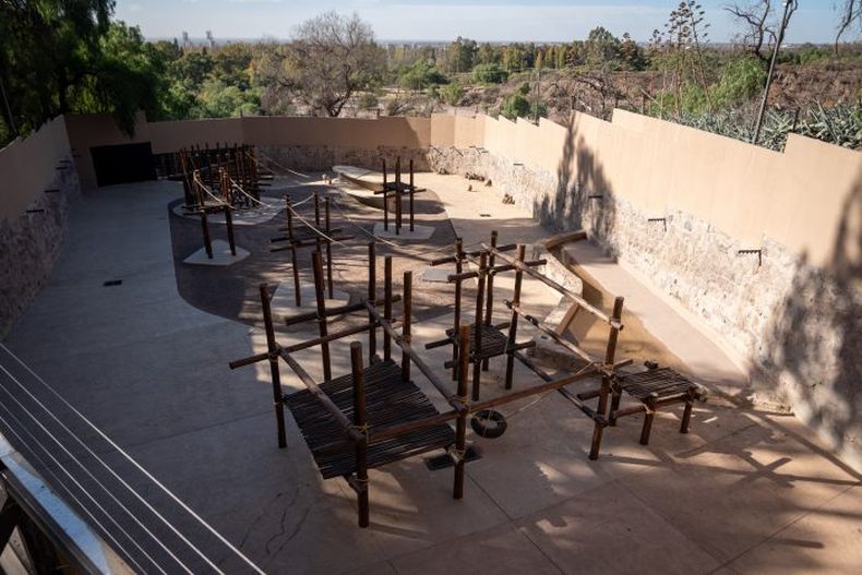 Ecoparque de Mendoza: el antiguo jirafario se transformó en un moderno hábitat para monos papiones