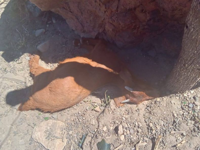 El puesto contaba con distintos chivos de crianza, animales caprinos y cabras.