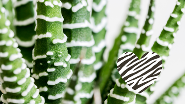 Sitio Andino | Haworthia fasciata, planta cebra, jardinería.png