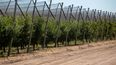 Mendoza mejora los créditos para proteger los cultivos del granizo: tasa, monto y plazo