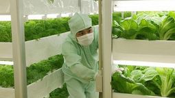 Panasonic desafía al mundo con una nueva agricultura