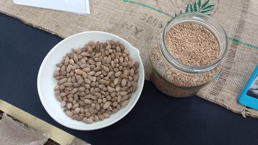 Innovación verde en Mendoza: convierten los carozos de aceitunas en calefacción Innovación verde en Mendoza: convierten los carozos de aceitunas en calefacción