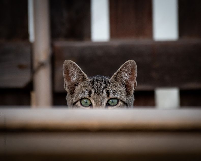 CÁMARAS de SEGURIDAD para MASCOTAS: ¿Valen la pena? 