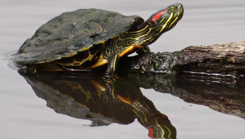 Mascota: los cuidados esenciales para tu tortuga de orejas rojas