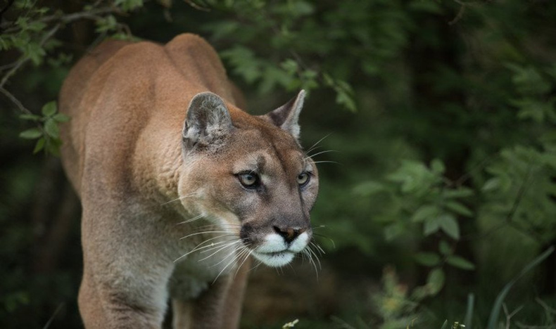 Un puma atacó a un perro y asusto a una vecina de Jaime Prats.