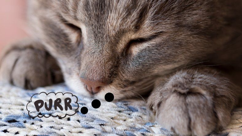 Ni puro cariño ni simple costumbre: qué significa realmente cuando un gato ronronea