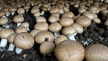 Con el auge de la alimentación saludable, crece el consumo de hongos en los hogares Con el auge de la alimentación saludable, crece el consumo de hongos en los hogares