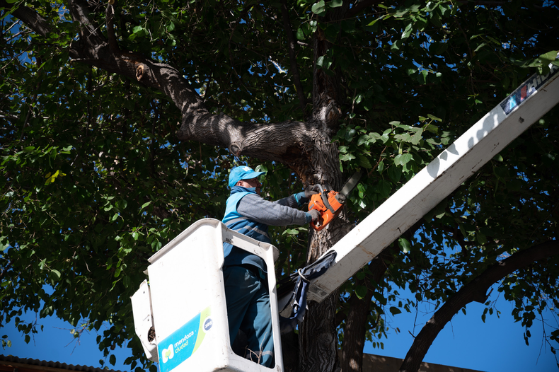 Arbolado y bacheo en la Ciudad de Mendoza.