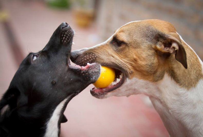 Perros