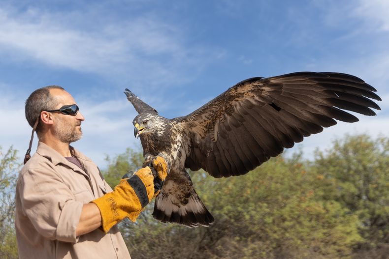 Tras año y medio de rehabilitación, liberaron un águila coronada en Ñacuñán