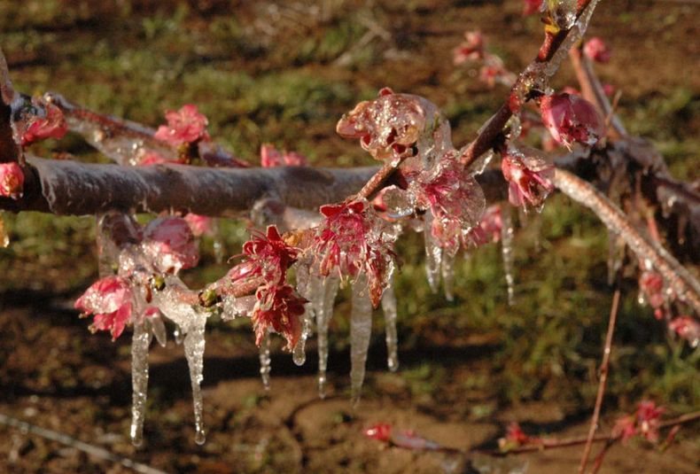 Las heladas tardías castigaron a vastas zonas de frutales entre Valle de Uco y Sur, declaradas en estado de Emergencia o Desastre Agropecuario