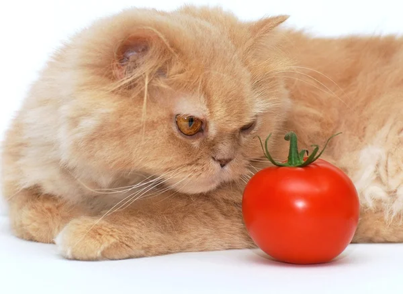 Mascota: ¿pueden los gatos comer tomate?&nbsp;