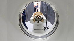 Una buena para las mascotas: una universidad pública adquiere el primer tomógrafo computado