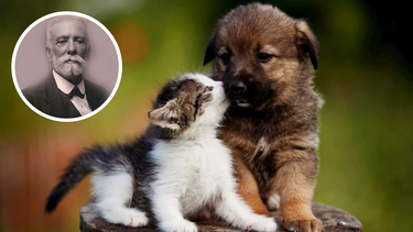 29 de abril, Día del Animal: el origen y la razón que lo hace único en Argentina 29 de abril, Día del Animal: el origen y la razón que lo hace único en Argentina