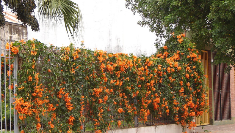 Jardinería: esta es la trepadora ideal si querés color todo el año y resistencia al invierno