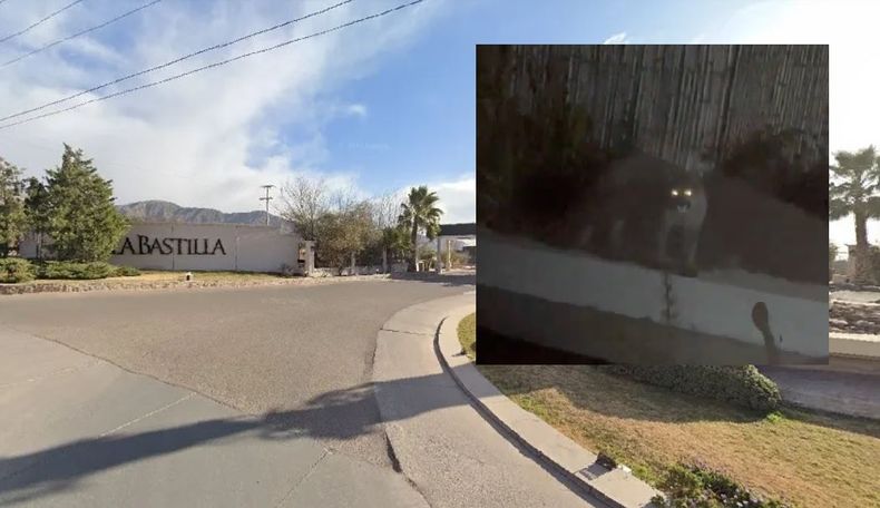 El puma causó revuelo en el coqueto barrio La Bastilla de Las Heras.&nbsp;