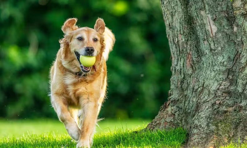 Estrategias para evitar que tu perro excave en el jardín