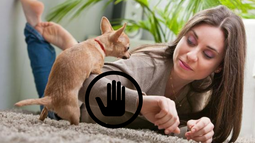 Mascota: qué significa y qué hacer si tu perro intenta montarte todo el tiempo