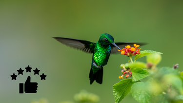 Sitio Andino | colibrí en flor, plantas que atraen colibíes, jardinería