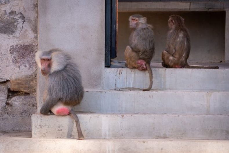 La inauguración de este recinto también marca el inicio de una nueva etapa en la atención veterinaria del Ecoparque
