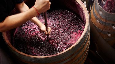 Vino y mosto, en rojo. Vino y mosto, en rojo.