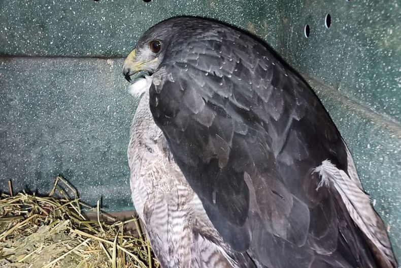 El &aacute;guila mora que sobrevivi&oacute; permanece bajo tratamiento veterinario.